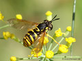 Chrysotoxum elegans, Weibchen - DE (MV)