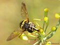 Chrysotoxum elegans, Weibchen - DE (MV)