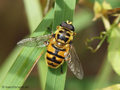 Totenkopfschwebfliege (Myathropa florea), Männchen - CH (Obwalden)