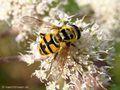 Totenkopfschwebfliege (Myathropa florea), Männchen - CH (Obwalden)