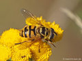 Totenkopfschwebfliege (Myathropa florea), Weibchen - DE (NI)
