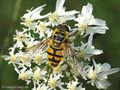 Totenkopfschwebfliege (Myathropa florea), Männchen - CH (Obwalden)