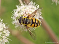 Totenkopfschwebfliege (Myathropa florea), Männchen - CH (Obwalden)