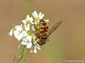Totenkopfschwebfliege (Myathropa florea), Männchen - DE (NI)