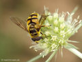 Totenkopfschwebfliege (Myathropa florea), Männchen - DE (NI)