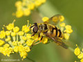 Totenkopfschwebfliege (Myathropa florea), Weibchen - DE (HH)