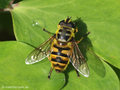 Totenkopfschwebfliege (Myathropa florea), Weibchen - DE (HH)