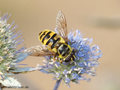 Totenkopfschwebfliege (Myathropa florea), Weibchen - DE (HH)