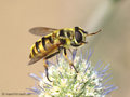 Totenkopfschwebfliege (Myathropa florea), Weibchen - DE (HH)