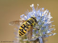 Totenkopfschwebfliege (Myathropa florea), Weibchen - DE (HH)