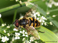 Totenkopfschwebfliege (Myathropa florea), Männchen - DE (NI)