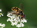Totenkopfschwebfliege (Myathropa florea), Männchen - DE (NI)