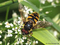Totenkopfschwebfliege (Myathropa florea), Männchen - DE (NI)