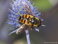 Totenkopfschwebfliege (Myathropa florea), Männchen - DE (HH)