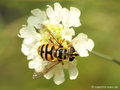 Totenkopfschwebfliege (Myathropa florea), Weibchen - DE (MV)