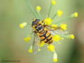 Totenkopfschwebfliege (Myathropa florea), Männchen - DE (MV)