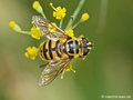 (Myathropa florea), Weibchen - DE (MV)