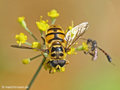 Totenkopfschwebfliege (Myathropa florea), Männchen - DE (MV)