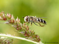 Späte Großstirnschwebfliege (Scaeva pyrastri), Weibchen - DE (NI) 