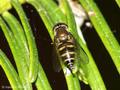 Halbmond-Blattlausschwebfliege (Parasyrphus punctulatus), Weibchen - DE (MV)