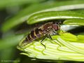 Halbmond-Blattlausschwebfliege (Parasyrphus punctulatus), Weibchen - DE (MV)