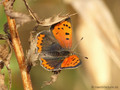 Kleiner Feuerfalter (Lycaena phlaeas) - DE (SH)