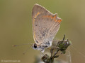 Kleiner Feuerfalter (Lycaena phlaeas) - DE (SH)