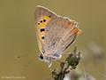 Kleiner Feuerfalter (Lycaena phlaeas) - DE (SH)