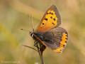 Kleiner Feuerfalter (Lycaena phlaeas) - DE (HH)
