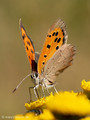 Kleiner Feuerfalter (Lycaena phlaeas) - DE (SH)