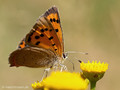 Kleiner Feuerfalter (Lycaena phlaeas) - DE (SH)