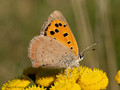 Kleiner Feuerfalter (Lycaena phlaeas) - DE (SH)
