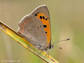 Kleiner Feuerfalter (Lycaena phlaeas) - DE (SH)