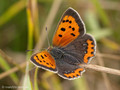 Kleiner Feuerfalter (Lycaena phlaeas) - DE (SH)