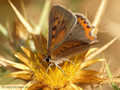 Kleiner Feuerfalter (Lycaena phlaeas) - FR (Korsika, Balagne)