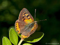 Kleiner Feuerfalter (Lycaena phlaeas) - FR (Korsika, Balagne)