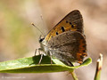 Kleiner Feuerfalter (Lycaena phlaeas) - FR (Korsika, Balagne)