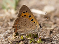 Kleiner Feuerfalter (Lycaena phlaeas) - DE (SH)
