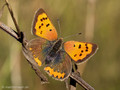 Kleiner Feuerfalter (Lycaena phlaeas) - DE (HH)