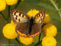 Kleiner Feuerfalter (Lycaena phlaeas), aberrative Variation mit fehlendem Rotanteil - DE (MV)