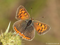 Kleiner Feuerfalter (Lycaena phlaeas) - DE (NI)