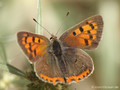 Kleiner Feuerfalter (Lycaena phlaeas) - DE (NI)