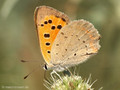 Kleiner Feuerfalter (Lycaena phlaeas) - DE (NI)