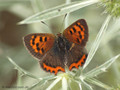 Kleiner Feuerfalter (Lycaena phlaeas) - DE (NI)