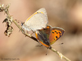 Kleiner Feuerfalter (Lycaena phlaeas), Koplua - DE (NI)