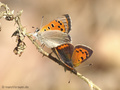 Kleiner Feuerfalter (Lycaena phlaeas), Koplua - DE (NI)