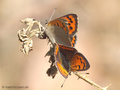 Kleiner Feuerfalter (Lycaena phlaeas), Koplua - DE (NI)