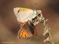 Kleiner Feuerfalter (Lycaena phlaeas), Koplua - DE (NI)