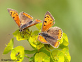 Kleiner Feuerfalter (Lycaena phlaeas) - DE (NI)