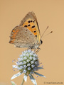 Kleiner Feuerfalter (Lycaena phlaeas) - DE (HH)